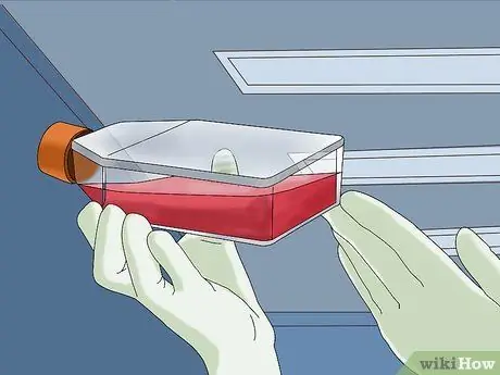 Сделайте этап 6 культивирования клеток