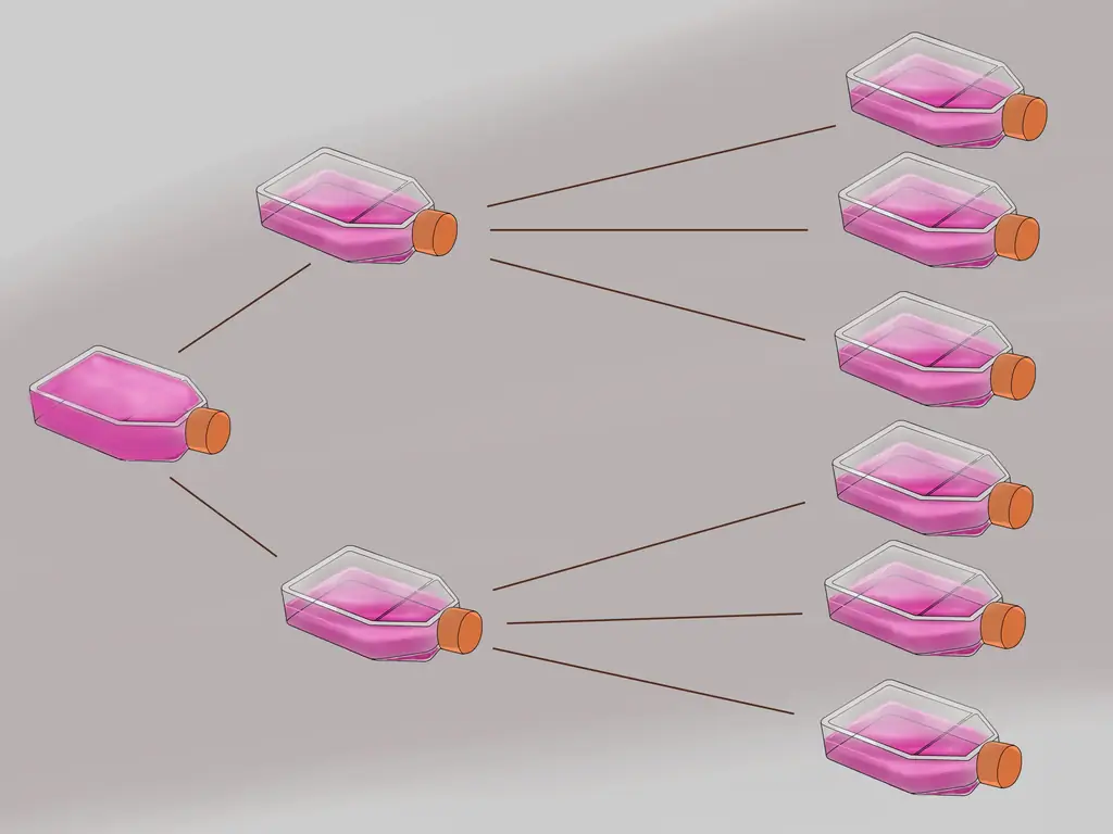 3 способа культивирования клеток