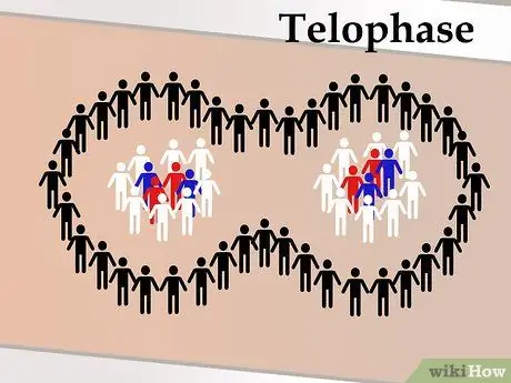 Танец митоза, шаг 10