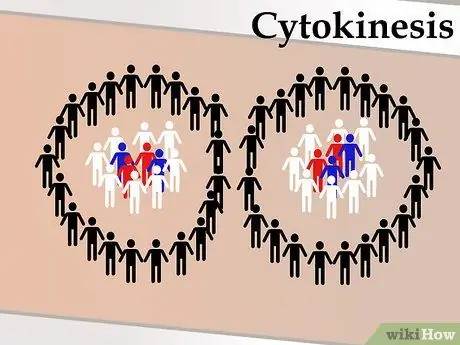 Танец Митоза Шаг 11