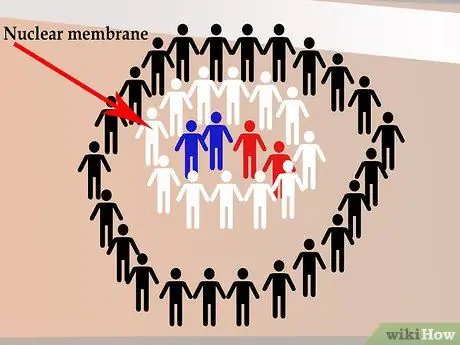 Танец митоза, шаг 4