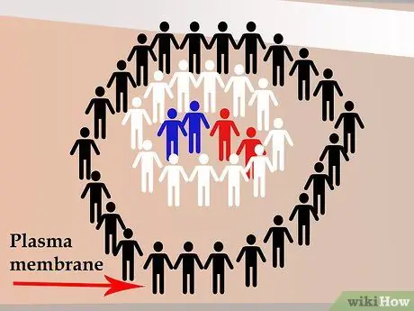 Танец митоза, шаг 5