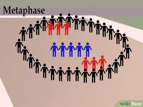 Танец Митоза Шаг 8