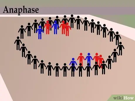 Выполните танец митоза, шаг 9