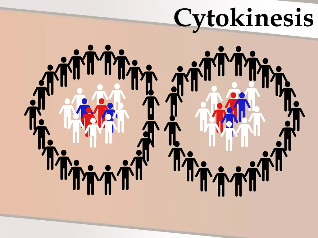 Как танцевать митоз: 11 шагов (с иллюстрациями)