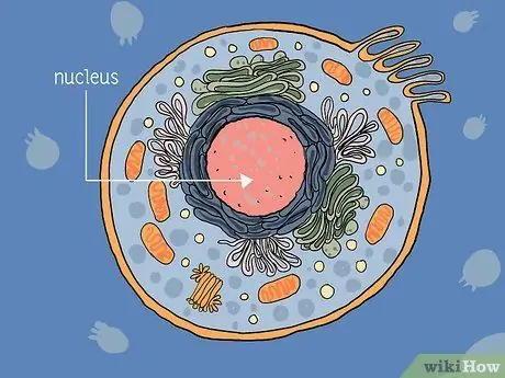 Определение митохондрий Шаг 1