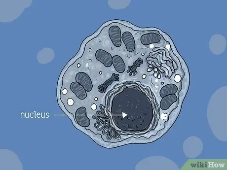 Определение митохондрий Шаг 12