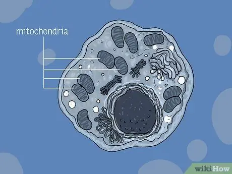 Определение митохондрий Шаг 13