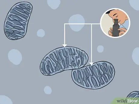 Определение митохондрий Шаг 14