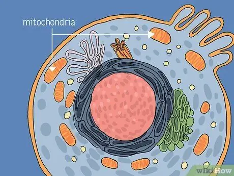 Определение митохондрий Шаг 2