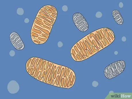 Определение митохондрий Шаг 3