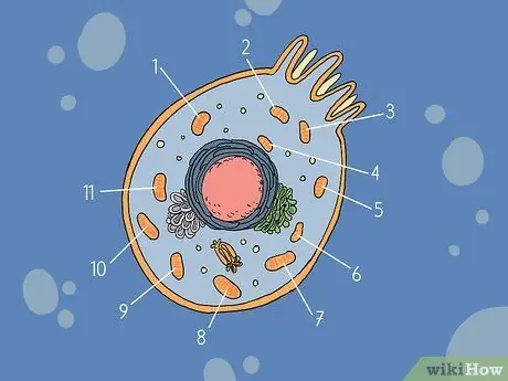 Определение митохондрий Шаг 4