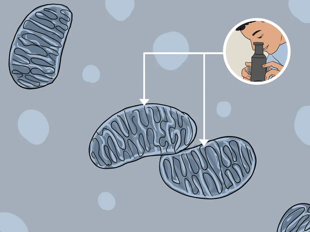 Простые способы идентифицировать митохондрии: 14 шагов (с изображениями)