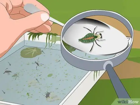 Погружение в пруд, шаг 11