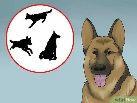 Избегайте вопросов ответственности в подразделениях полиции K9 Шаг 6