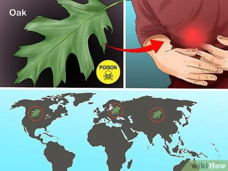 Определять деревья по листьям Шаг 13