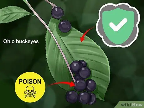 Определять деревья по листьям, шаг 16