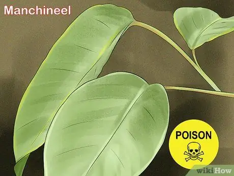 Определять деревья по листьям, шаг 17