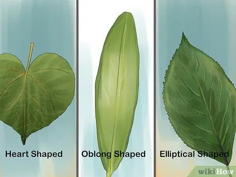 Определять деревья по листьям, шаг 3