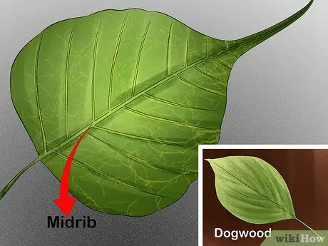 Определять деревья по листьям Шаг 5