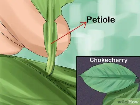 Определять деревья по листьям Шаг 6