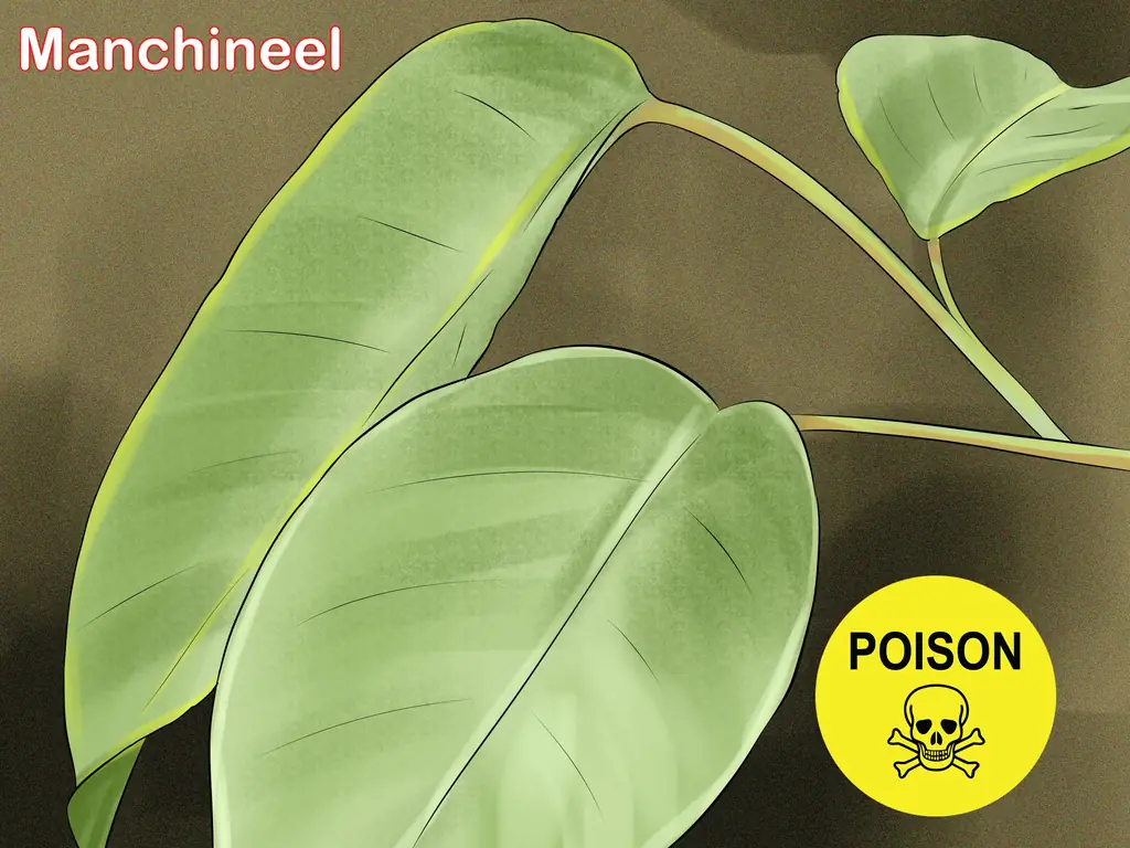 3 способа отличить деревья по листьям