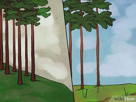 Расскажите о разнице между лоблолли и длиннолистной сосной Шаг 2