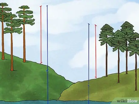 Расскажите о разнице между лоблолли и длиннолистной сосной Шаг 3