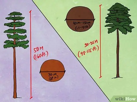 Расскажите о разнице между лоблолли и длиннолистной сосной Шаг 4