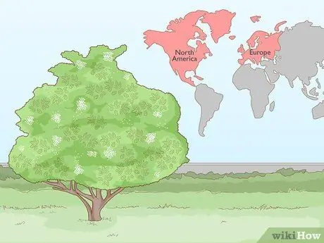 Определение бузины Шаг 1