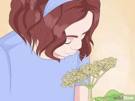 Определение бузины Шаг 10