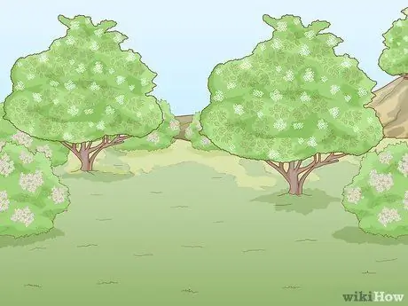 Определение бузины Шаг 11