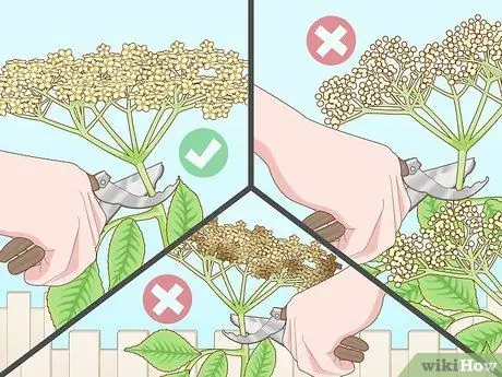 Определение бузины Шаг 12