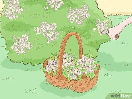 Определение бузины Шаг 13