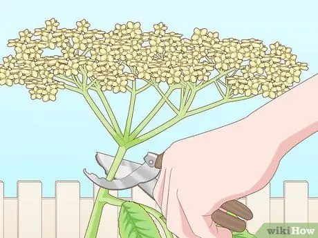 Определение бузины Шаг 14