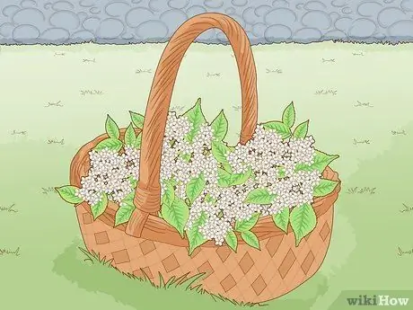 Определение бузины Шаг 15