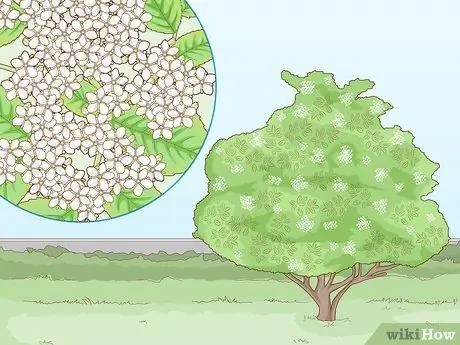 Определение бузины Шаг 2