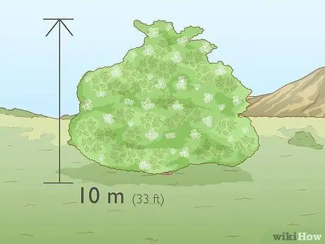 Определение бузины Шаг 4