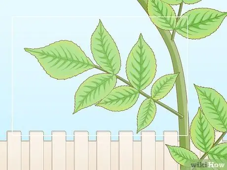 Определение бузины Шаг 5