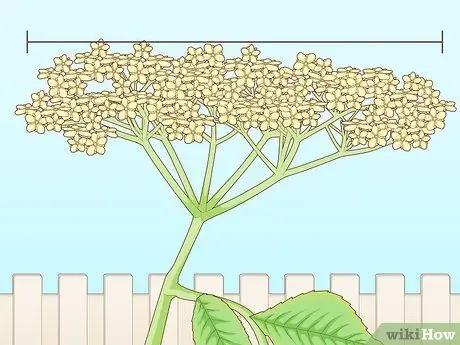 Определение бузины Шаг 7