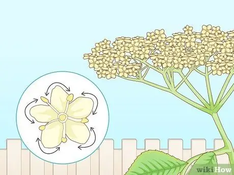 Определение бузины Шаг 8