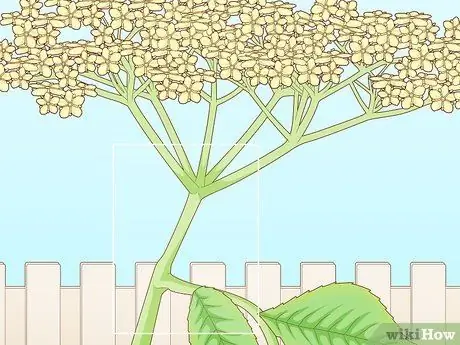 Определение бузины Шаг 9