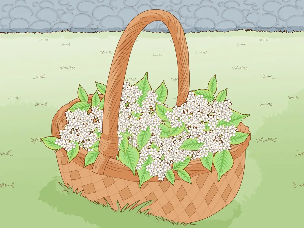 3 способа распознать бузину