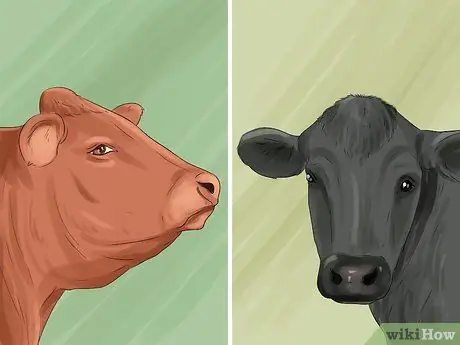 Определите валлийский черный рогатый скот Шаг 4