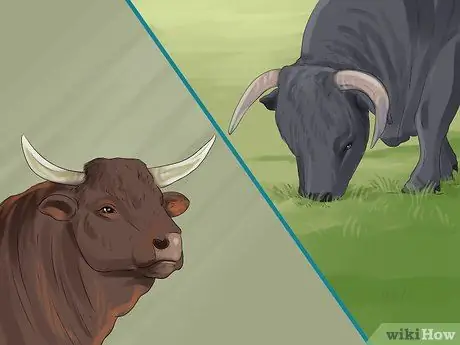 Определите валлийский черный рогатый скот Шаг 5