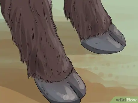 Определите валлийский черный рогатый скот Шаг 6