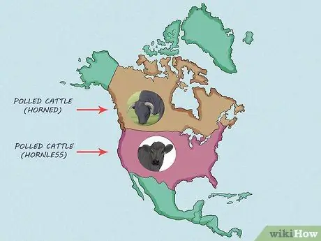 Определите валлийский черный рогатый скот Шаг 9