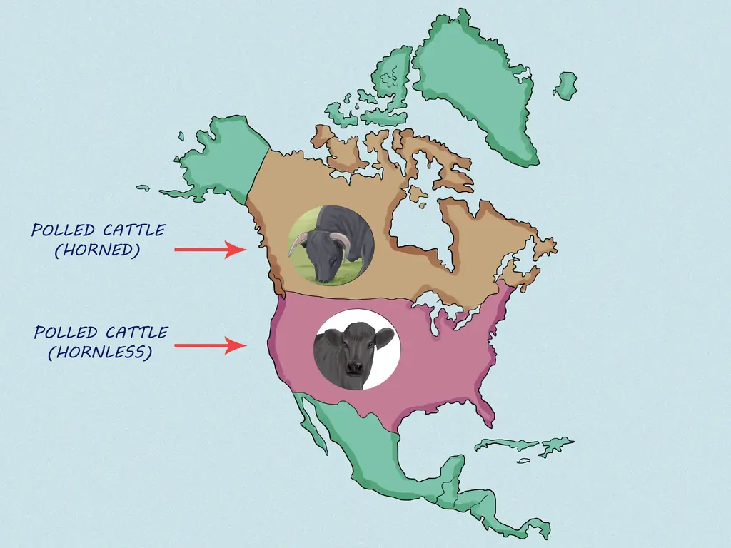 Как определить валлийский черный рогатый скот: 9 шагов (с иллюстрациями)