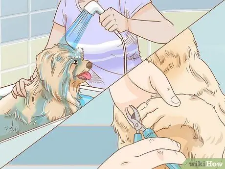 Организуйте собачью свадьбу Шаг 11