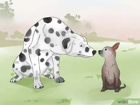 Подойти к застенчивой или пугливой собаке Шаг 15